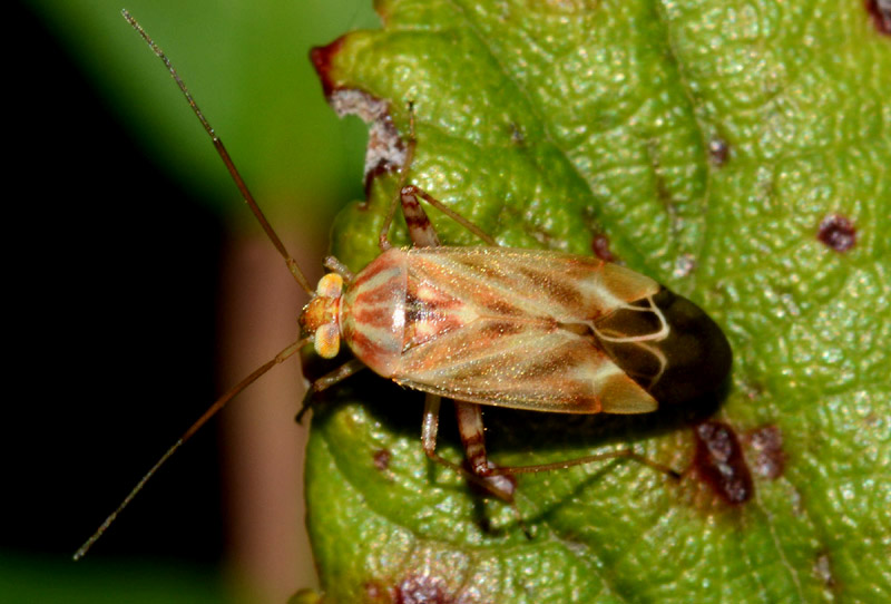 Miridae:   Taylorilygus apicalis